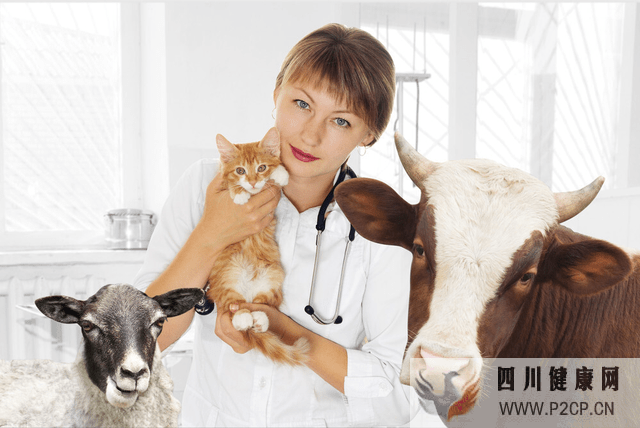 牛傳染病傳染人有哪些？牛傳染病怎么預防？這些養牛職業病請注意(圖1)