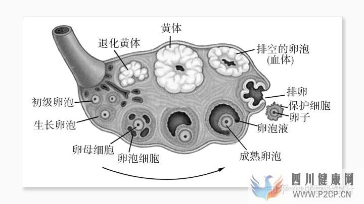 試管嬰兒費用大約多少2022年——最全面的費用詳解(圖3)