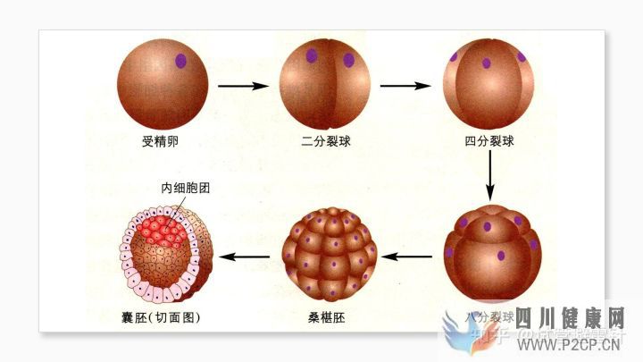 試管嬰兒費用大約多少2022年——最全面的費用詳解(圖4)