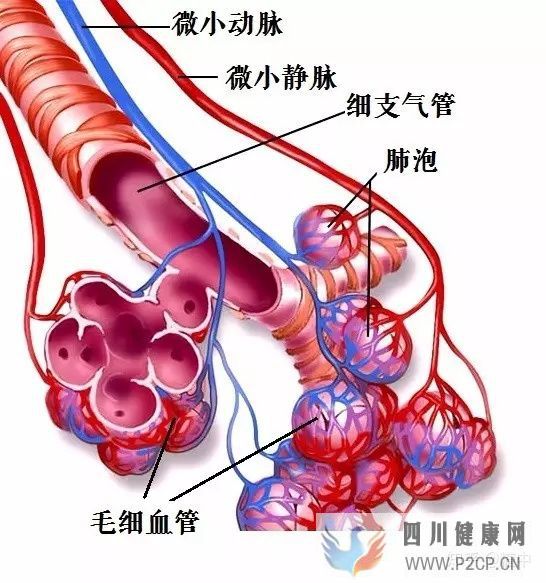 人體最重要的呼吸器官——肺(圖4)