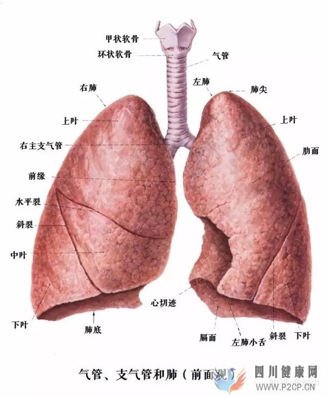 人體最重要的呼吸器官——肺(圖1)