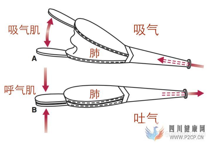 每天呼吸兩萬(wàn)次,卻沒(méi)人懂的正確呼吸方式(圖6)
