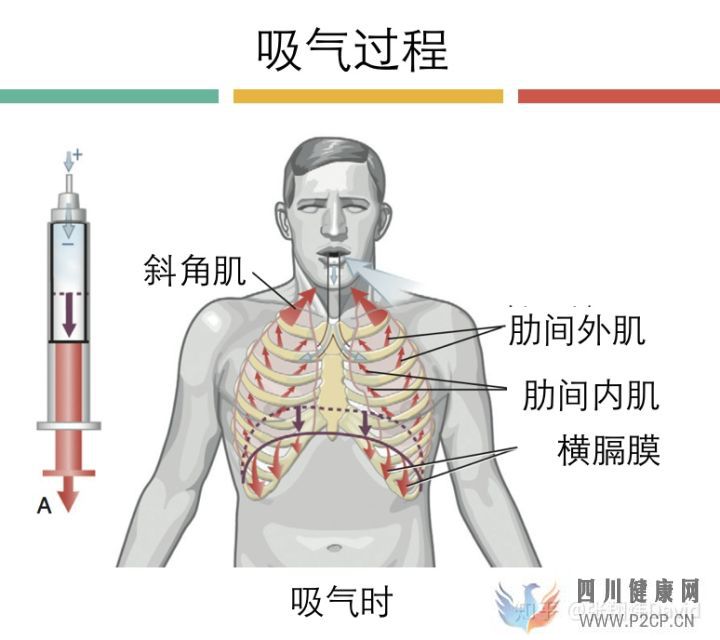 每天呼吸兩萬(wàn)次,卻沒(méi)人懂的正確呼吸方式(圖8)