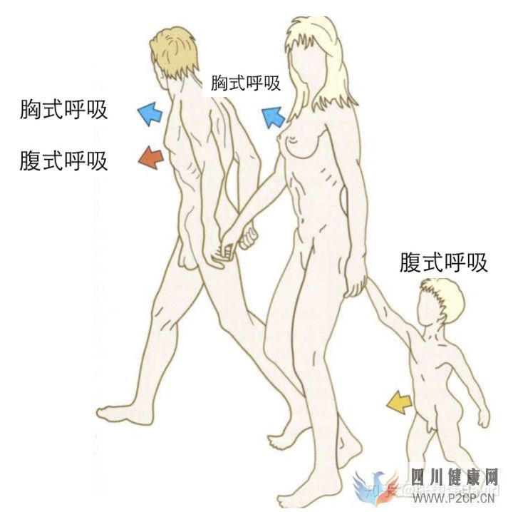 每天呼吸兩萬(wàn)次,卻沒(méi)人懂的正確呼吸方式(圖11)