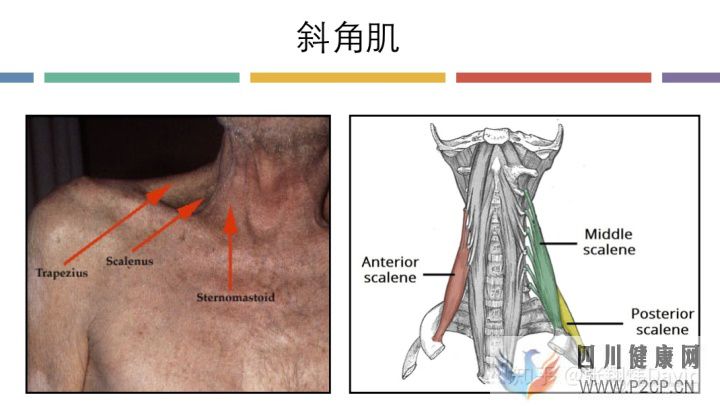 每天呼吸兩萬(wàn)次,卻沒(méi)人懂的正確呼吸方式(圖13)