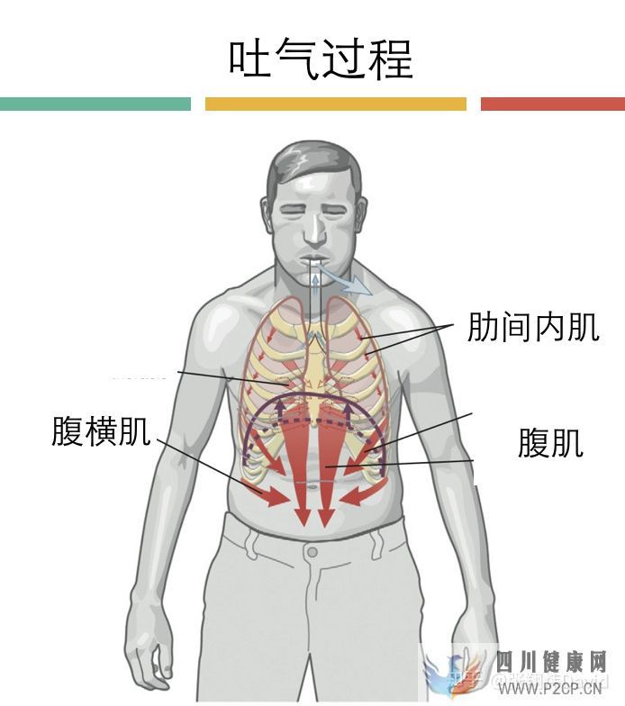 每天呼吸兩萬(wàn)次,卻沒(méi)人懂的正確呼吸方式(圖18)