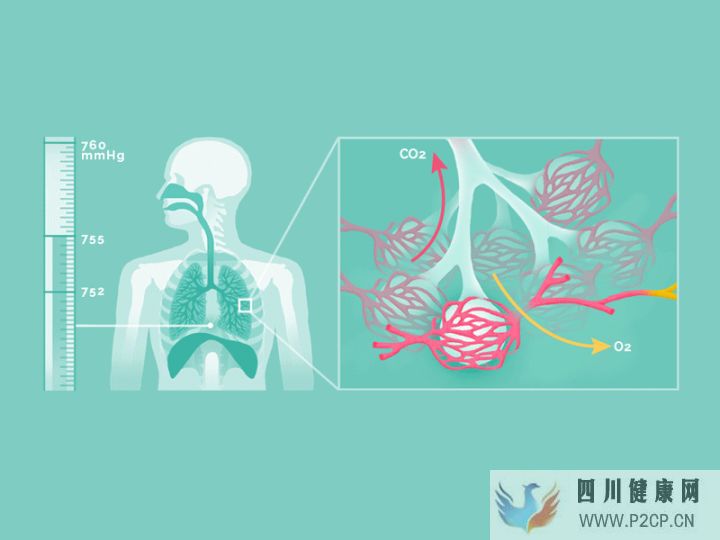 呼吸的時(shí)候,身體里正在發(fā)生什么(圖2)