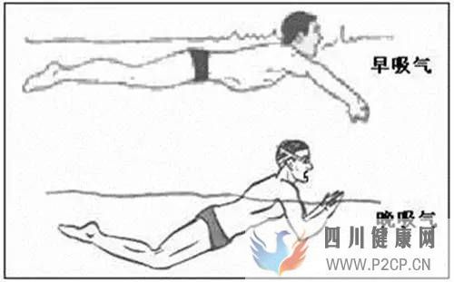 蛙泳的呼吸方式“早呼吸”和“晚呼吸”(圖2)