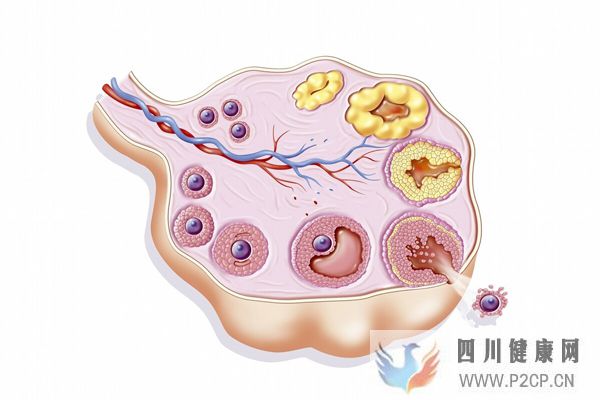 大齡女性只有4~8個(gè)卵泡,美國(guó)試管嬰兒成功率能達(dá)到多少?(38歲做試管嬰兒成功率有多少)(圖1) 大齡女性只有4~8個(gè)卵泡,美國(guó)試管嬰兒成功率能達(dá)到多少?(38歲做試管嬰兒成功率有多少)(圖1)