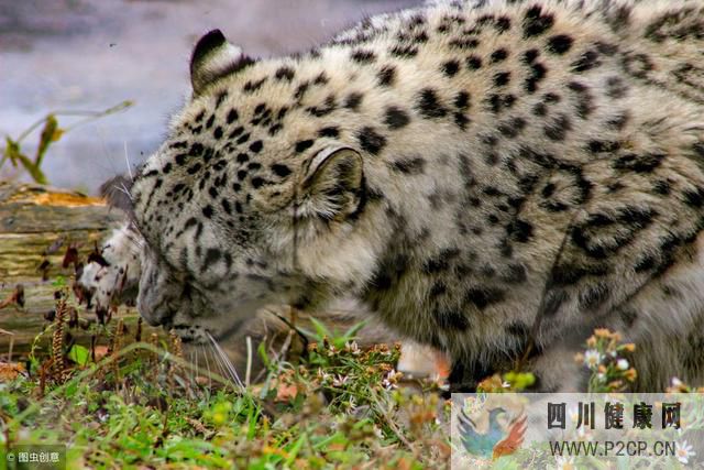 當看到雪豹吃牛時你會怎么做？良農記錄野生動物衣食住行的全過程(第二代試管嬰兒怎么做的全過程)(圖1)