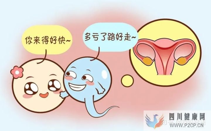輸卵管堵塞到底是先做手術,還是直接試管嬰兒(女方輸卵管堵塞做試管嬰兒需要多長時間)(圖2) 輸卵管堵塞到底是先做手術,還是直接試管嬰兒(女方輸卵管堵塞做試管嬰兒需要多長時間)(圖2)