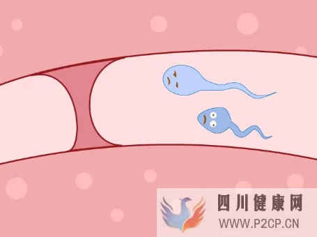 輸卵管堵塞怎么辦？做手術還是做試管嬰兒好？(女方輸卵管堵塞做試管嬰兒需要多長時間)(圖1)