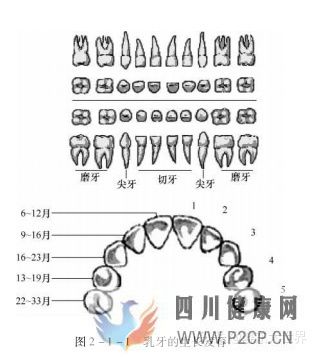 口腔的生理結(jié)構(gòu)(圖1) 口腔的生理結(jié)構(gòu)(圖1)