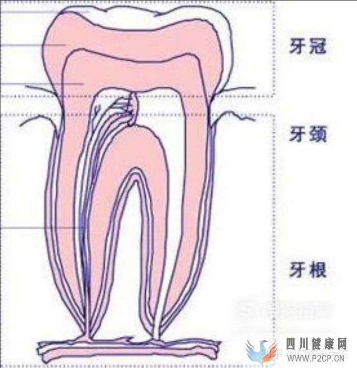 口腔科最基礎的知識科普(圖4) 口腔科最基礎的知識科普(圖4)
