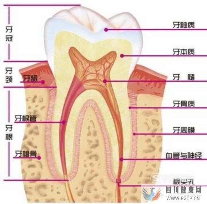 口腔科最基礎的知識科普(圖2) 口腔科最基礎的知識科普(圖2)