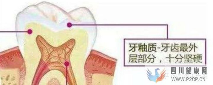 口腔科最基礎的知識科普(圖6) 口腔科最基礎的知識科普(圖6)