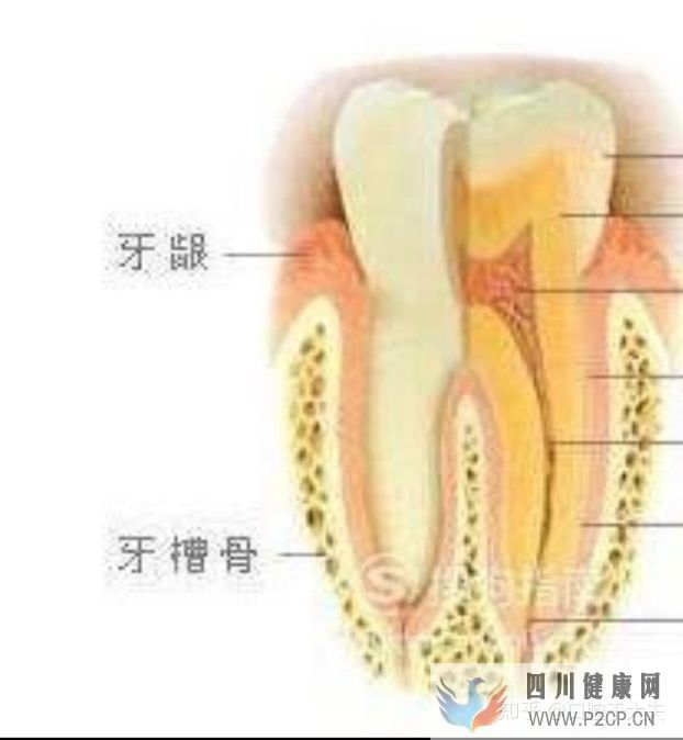 口腔科最基礎的知識科普(圖8) 口腔科最基礎的知識科普(圖8)