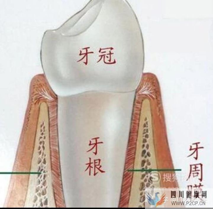 口腔科最基礎的知識科普(圖10) 口腔科最基礎的知識科普(圖10)