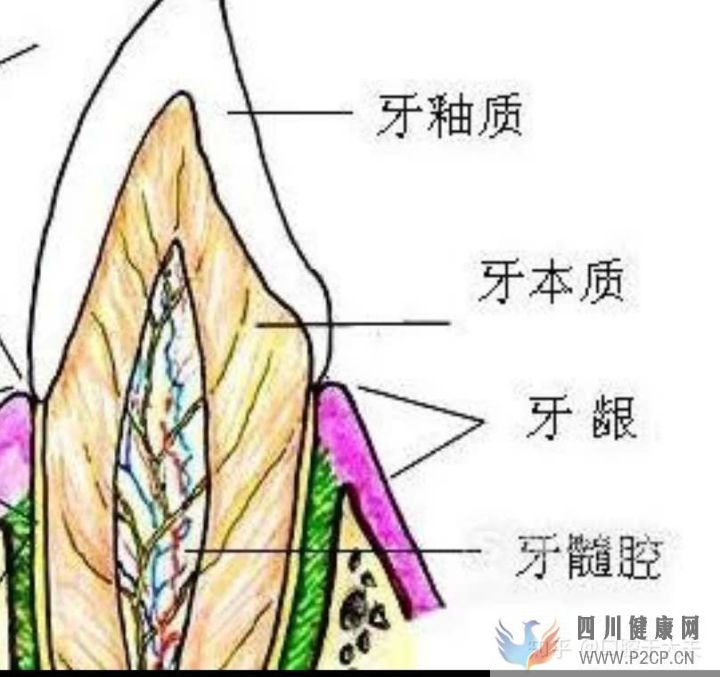口腔科最基礎的知識科普(圖12) 口腔科最基礎的知識科普(圖12)