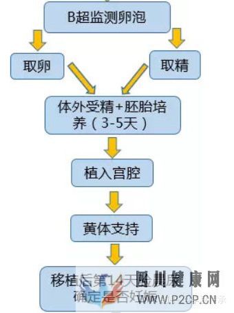 最全面詳解試管嬰兒具體流程(試管嬰兒步驟過程詳細百度)(圖3) 最全面詳解試管嬰兒具體流程(試管嬰兒步驟過程詳細百度)(圖3)