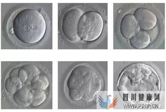 試管嬰兒移植后多久算成功(試管嬰兒步驟過程詳細大概多久)(圖1)