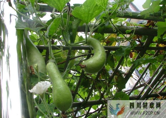 糖尿病能治好嗎長期吃這瓜竟然能治糖尿病(圖1)