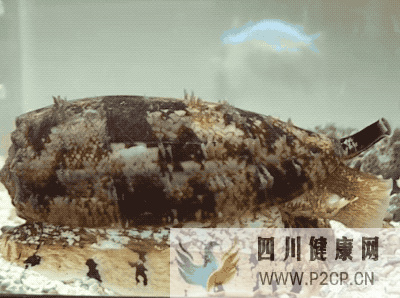 能治糖尿病的胰島素,也能用來害命(圖1) 能治糖尿病的胰島素,也能用來害命(圖1)