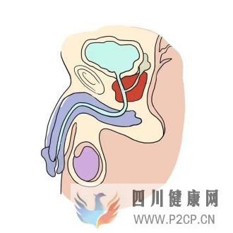 50歲以上的男性,建議做前列腺癌篩查(圖1) 50歲以上的男性,建議做前列腺癌篩查(圖1)