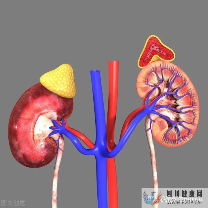 什么是內分泌(圖2)