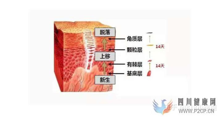 皮膚的基本知識(圖4)