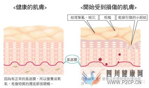 皮膚的基本知識(圖5)