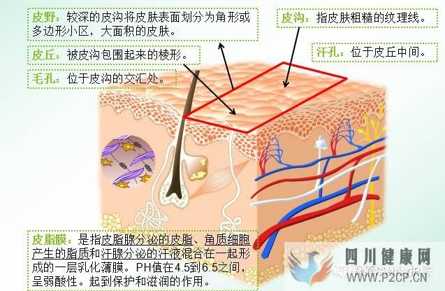 皮膚類型及特點(圖2) 皮膚類型及特點(圖2)