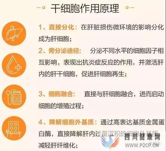 干細胞療法與疾病治療（一）：肝硬化的干細胞療法作用原理(干細胞的治療作用)(圖2)
