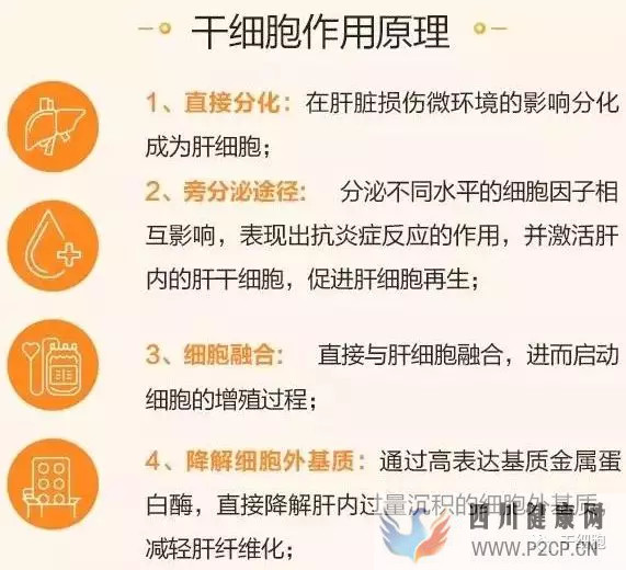 肝硬化的干細(xì)胞療法作用原理(干細(xì)胞的作用和價格表)(圖1) 肝硬化的干細(xì)胞療法作用原理(干細(xì)胞的作用和價格表)(圖1)