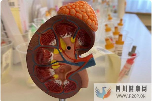 男子糖尿病發生腎功能不全，用中藥治療指標正常，中醫如何治療？(圖3)