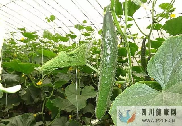 女性如果得了糖尿病那該如何治療(圖2)