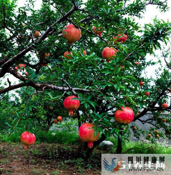 糖尿病不能吃水果嗎？當(dāng)然不是，常吃這種水果，血糖不升反降！(圖1)