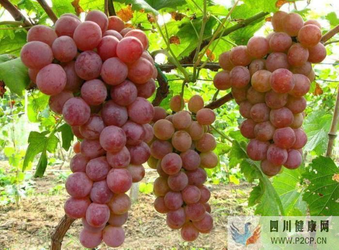 生活中常見的水果，你經常吃可是你知道他們的好處嗎(圖1)