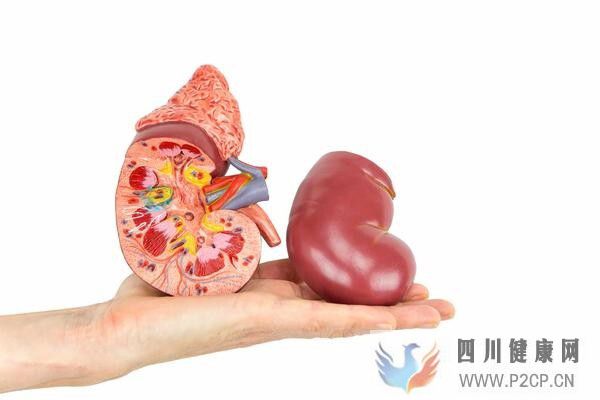 糖尿病并發(fā)癥多，預(yù)防糖尿病腎病，做好3點(diǎn)很重要(圖2)