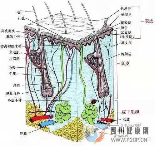 皮膚組織結構表皮層(圖1) 皮膚組織結構表皮層(圖1)