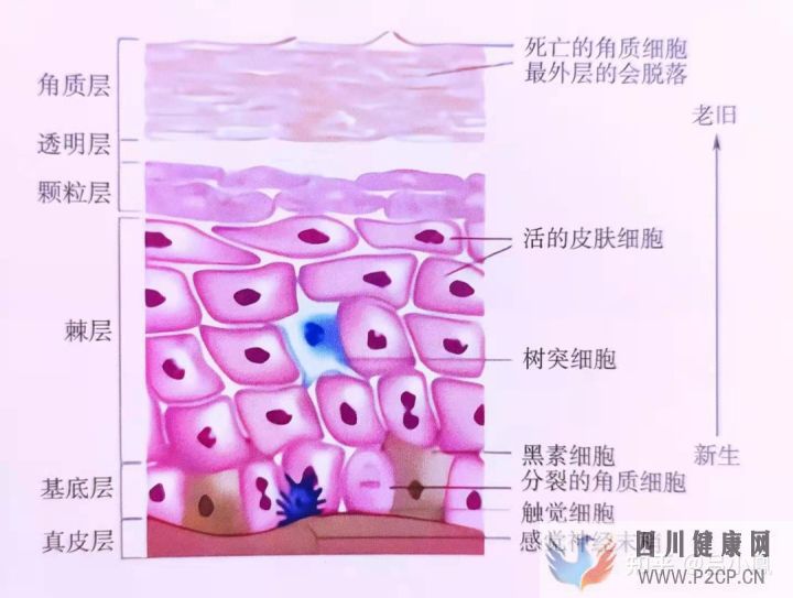 皮膚組織結構表皮層(圖4) 皮膚組織結構表皮層(圖4)