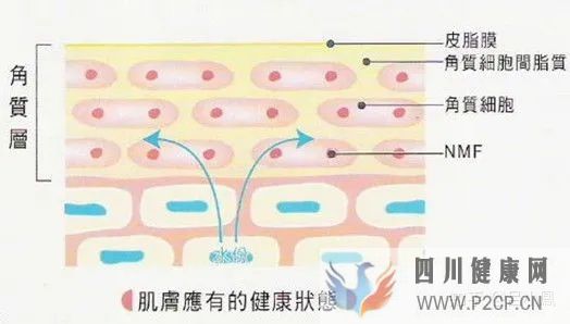 皮膚組織結構表皮層(圖7) 皮膚組織結構表皮層(圖7)