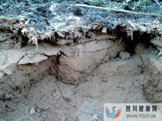 減少全球塵排放55%，旱地“活皮膚”，每年防止釋放約7億噸塵土(圖1)