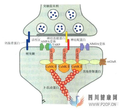 谷氨酸、GABA和甘氨酸能神經及受體(圖3)