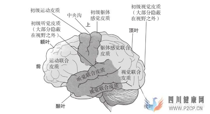 心理學(xué)2神經(jīng)系統(tǒng)和人的行為(圖2)