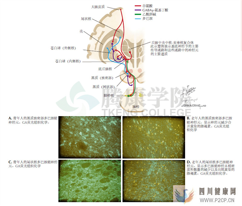 神經解剖學基底神經節環路和神經遞質原理圖(圖1)