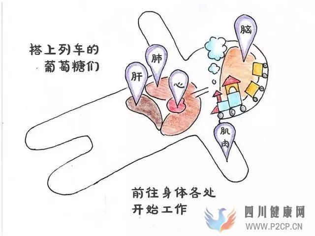 2型糖尿病能治愈嗎不吃藥不戒糖怎么治療糖尿病?(圖1) 2型糖尿病能治愈嗎不吃藥不戒糖怎么治療糖尿病?(圖1)
