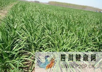糖尿病吃什么好三(圖3)