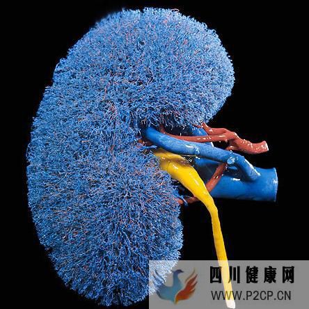 注意!這個指標是糖尿病腎病的預(yù)報!(圖1) 注意!這個指標是糖尿病腎病的預(yù)報!(圖1)