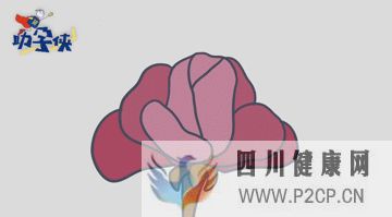 輸卵管不通怎么辦!(圖11)